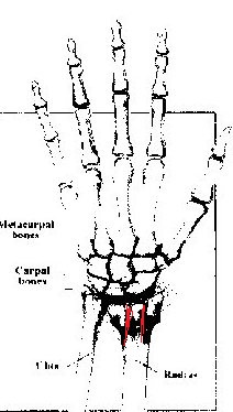 hand 293