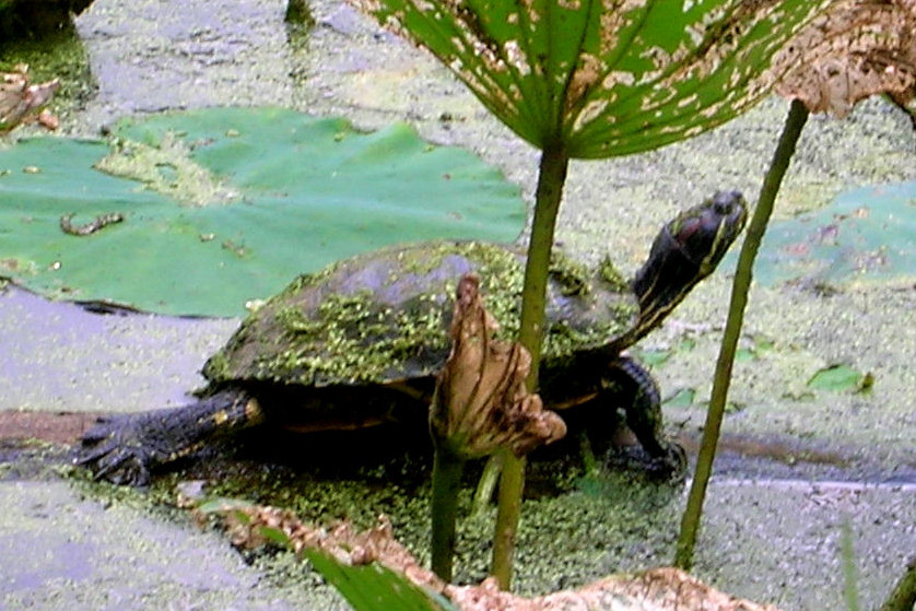 turtlelcloseup5by7