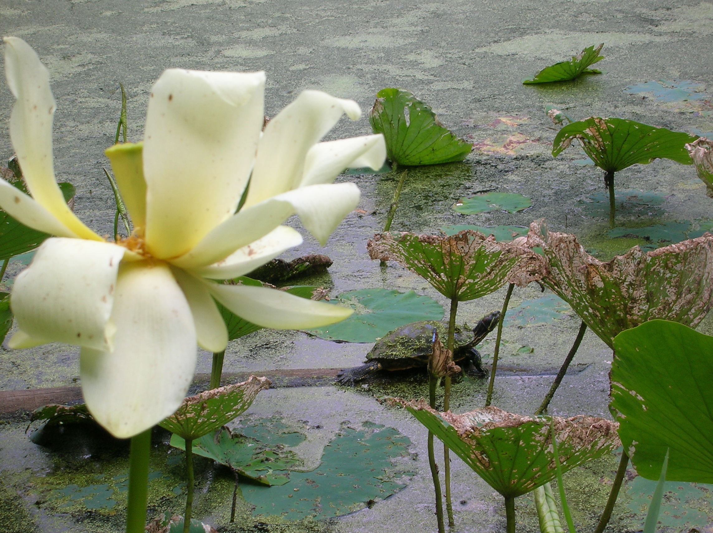 turtlleandblossom