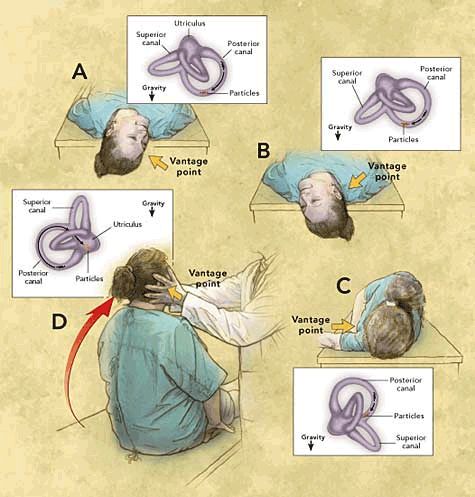 vestibular-system-inner-ear