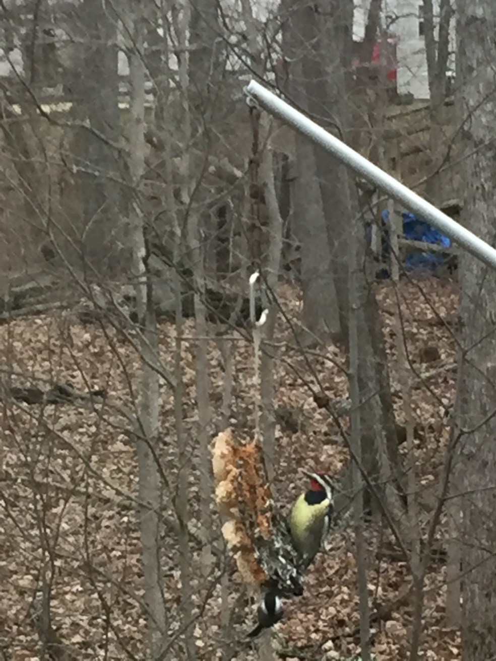 1BC0F222-8595-4E5A-8AFD-AC37509F5DA0