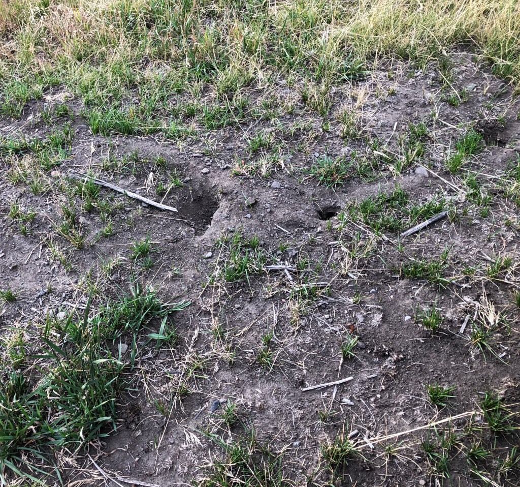 Prairie dog holes