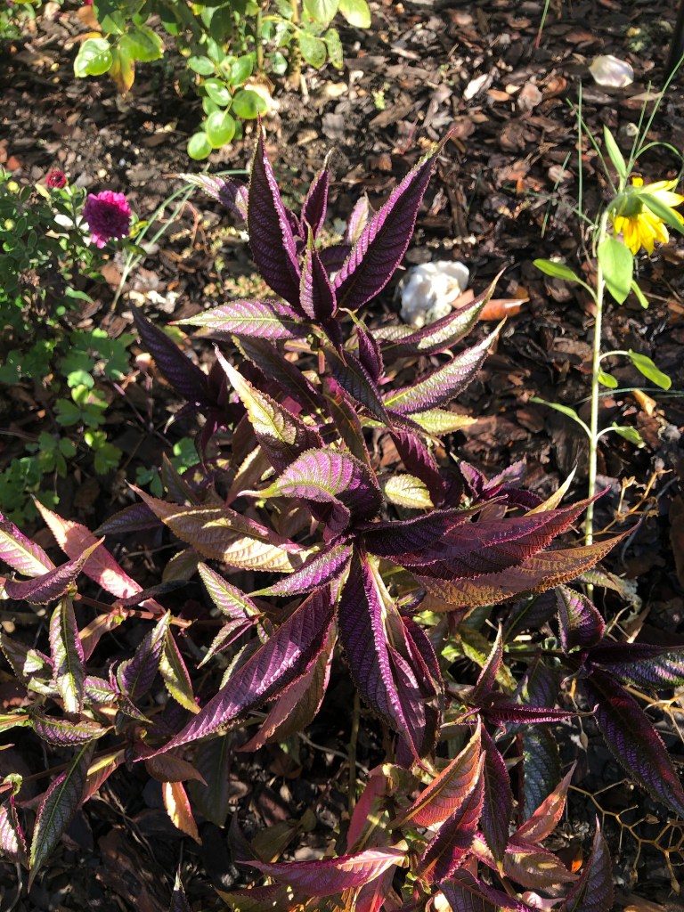 Persian Shield