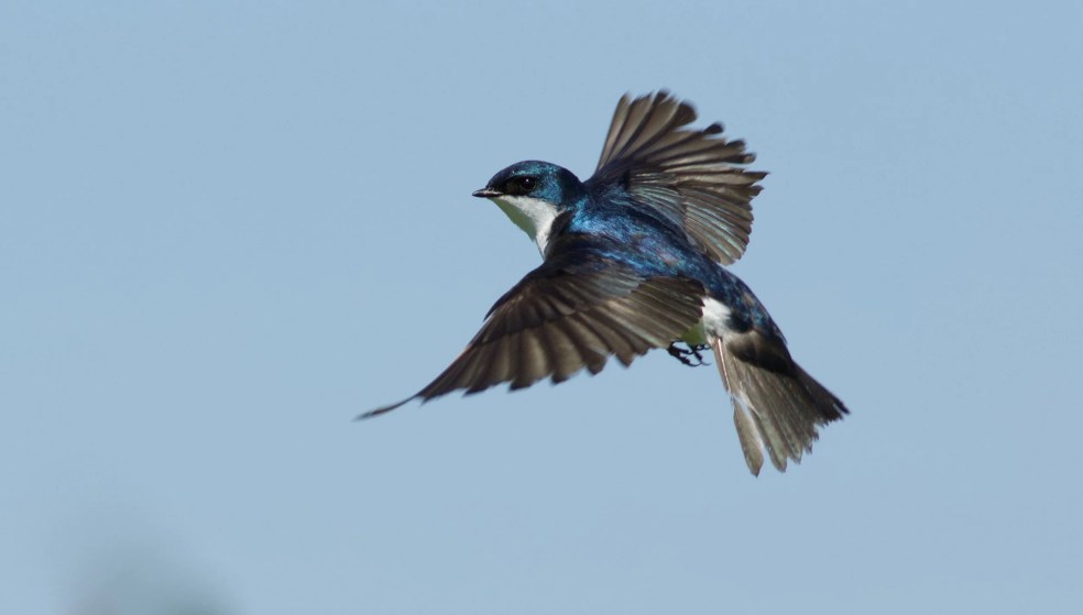 Tree Swallows Amaze Me